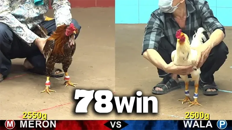 Không gian đấu trường Đá Gà 78WIN tái hiện trọn vẹn tinh thần thượng võ châu Á