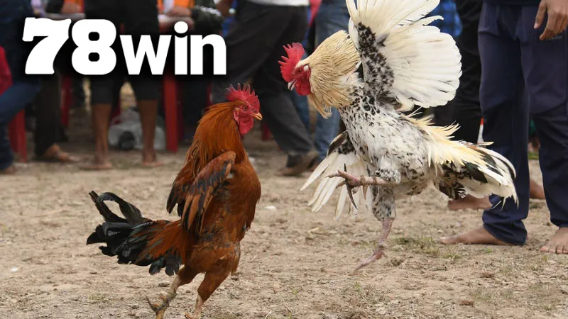 Từ đá gà cựa sắt, cựa dao đến Thomo huyền thoại, 78WIN mang đến thế giới kê chiến chân thực